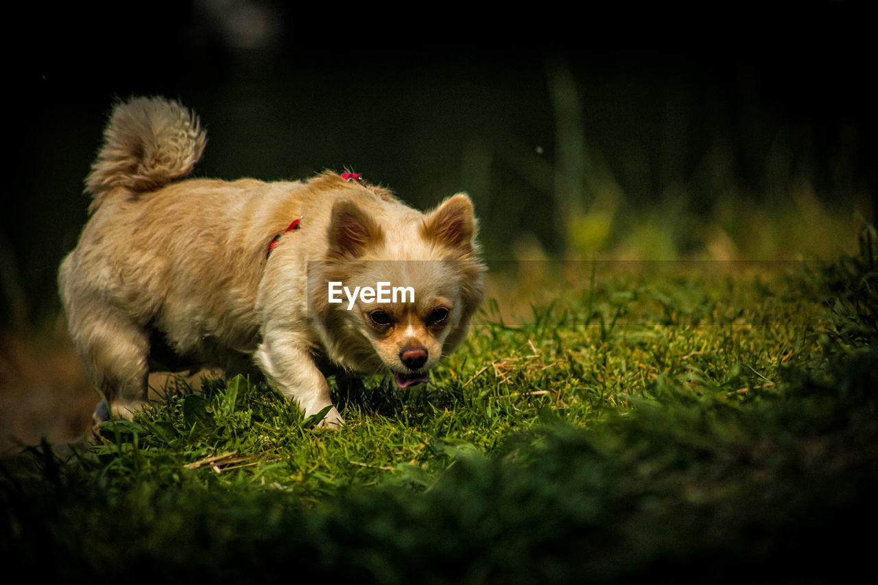 Close-up of dog