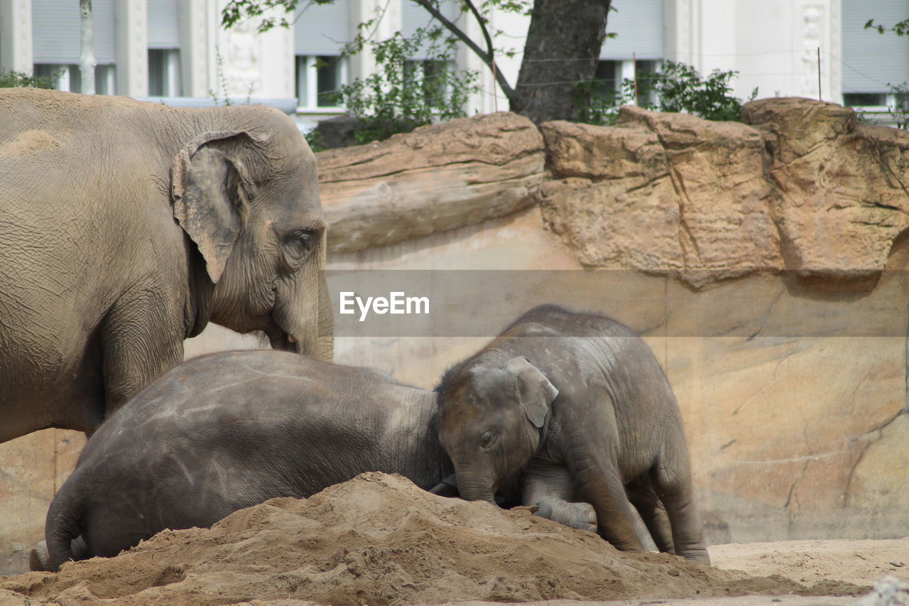 VIEW OF ELEPHANT AT ZOO