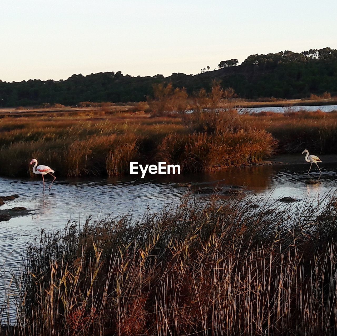 DUCKS IN LAKE