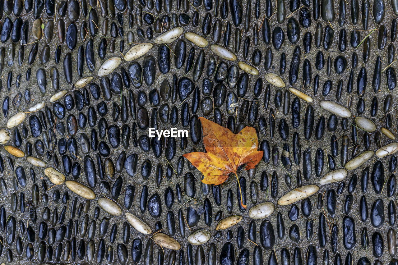 HIGH ANGLE VIEW OF DRY LEAVES ON METAL