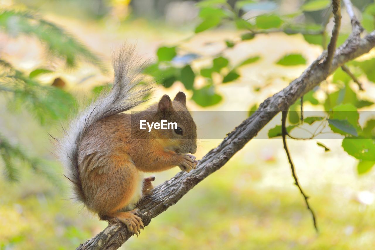 Close-up of squirrel eating nut