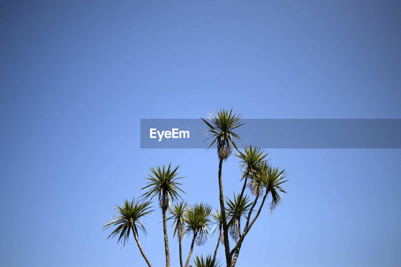 LOW ANGLE VIEW OF COCONUT PALM TREE AGAINST SKY