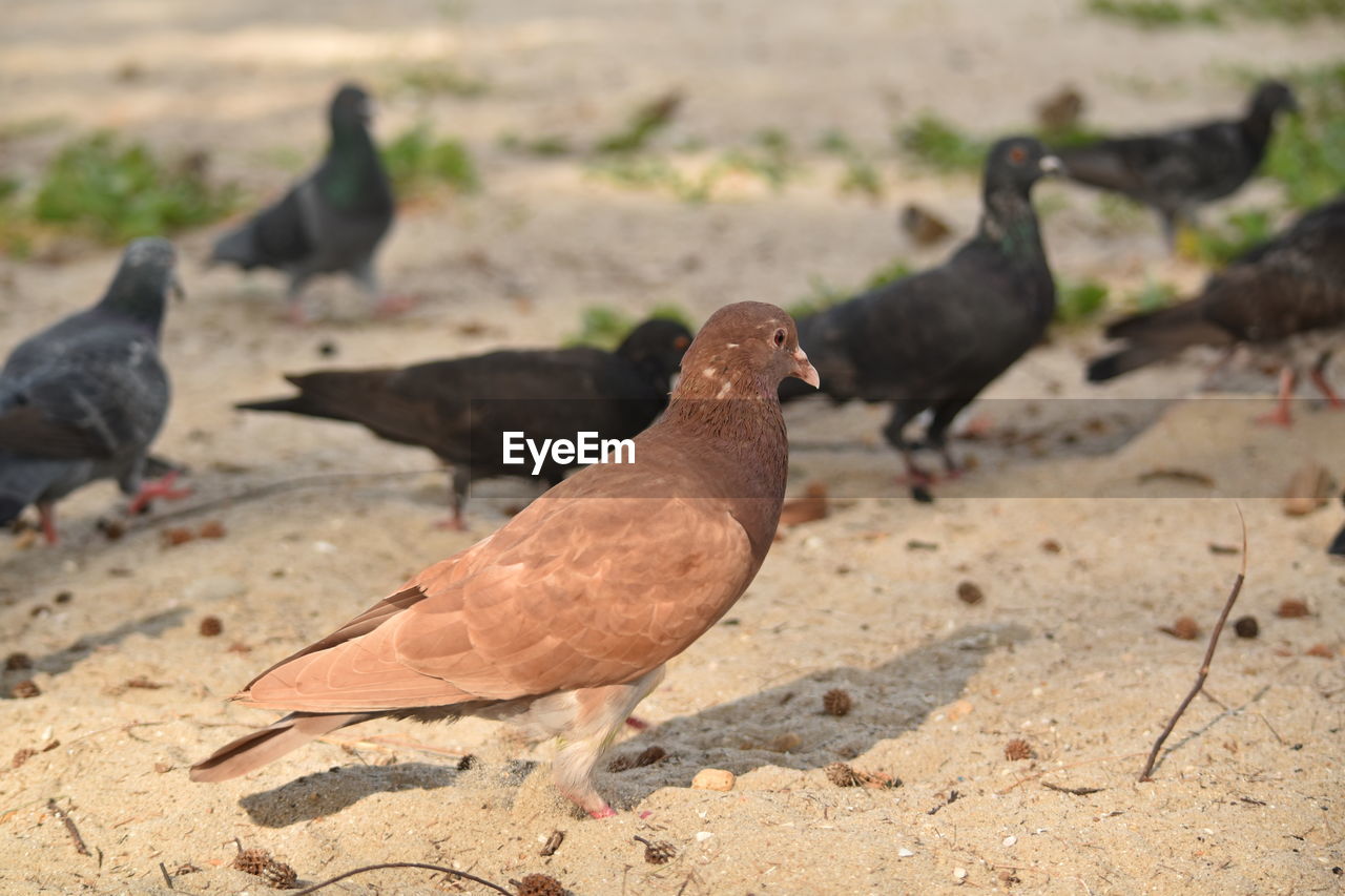 CLOSE-UP OF PIGEONS ON FIELD