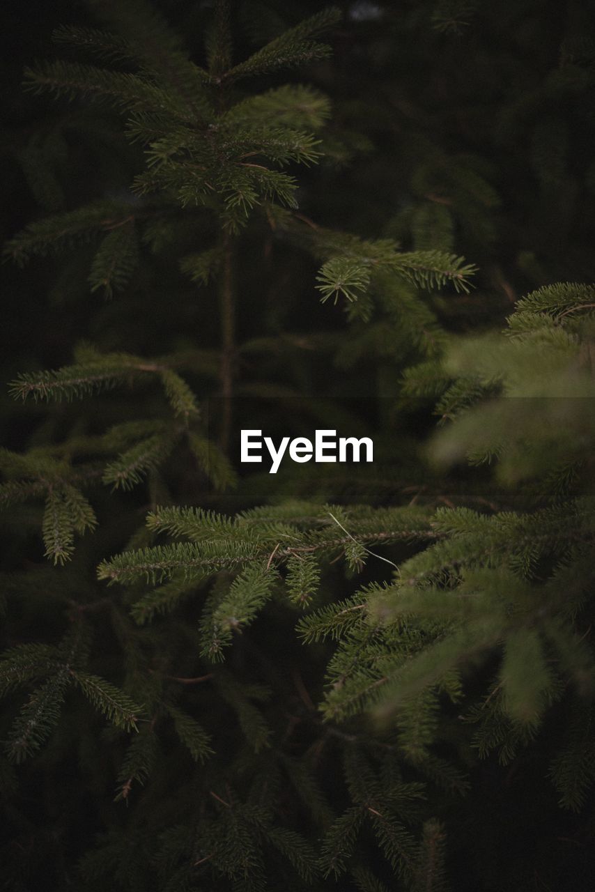 Close-up of pine tree