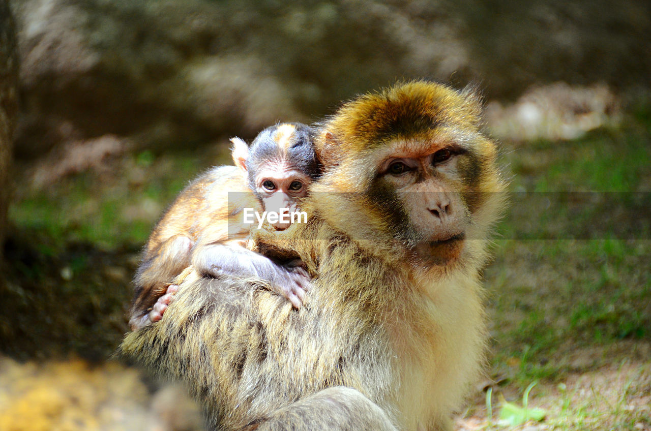 Close-up on apes at la montagne des singes in alsace