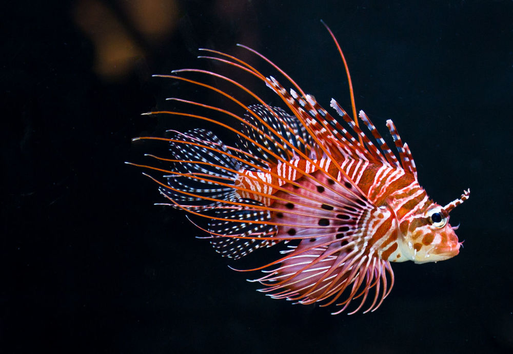 Close-up of fish over black background