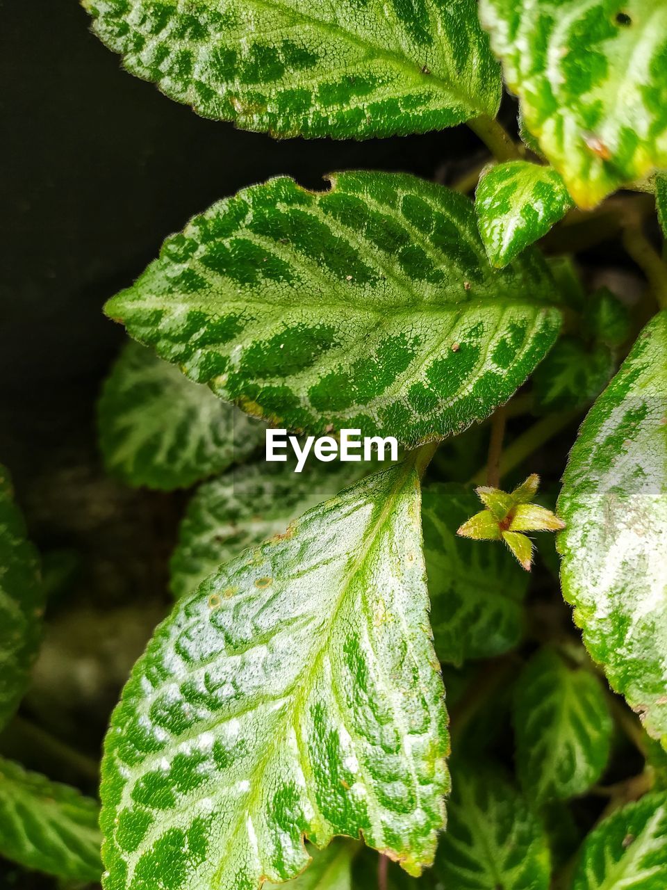 CLOSE-UP OF FRESH GREEN LEAVES