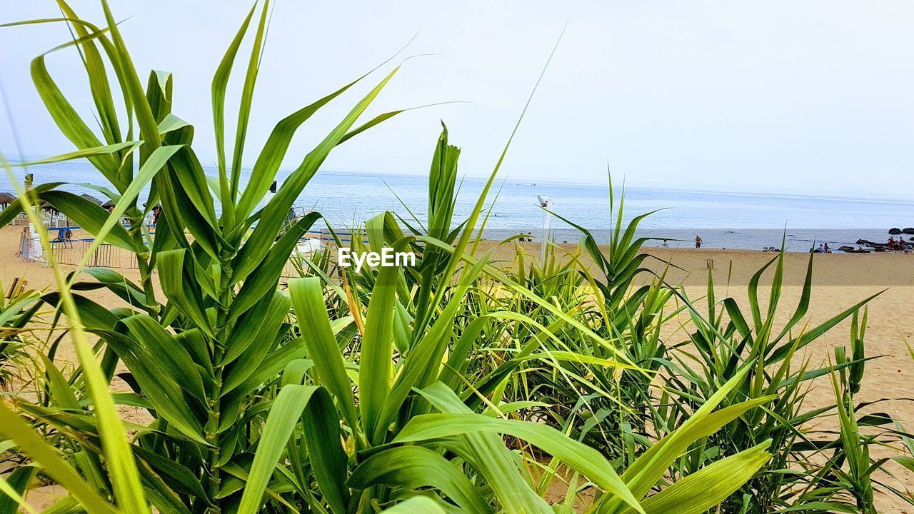 PLANTS GROWING ON LAND AGAINST SKY