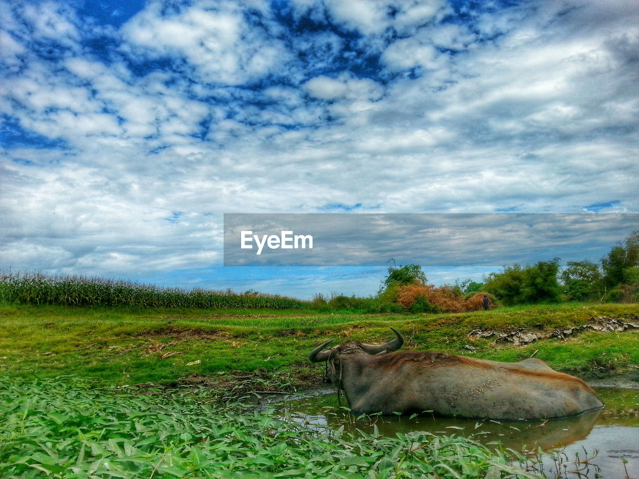 TREES ON GRASSY FIELD AGAINST CLOUDY SKY