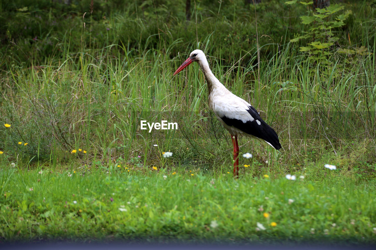 Bird in grass