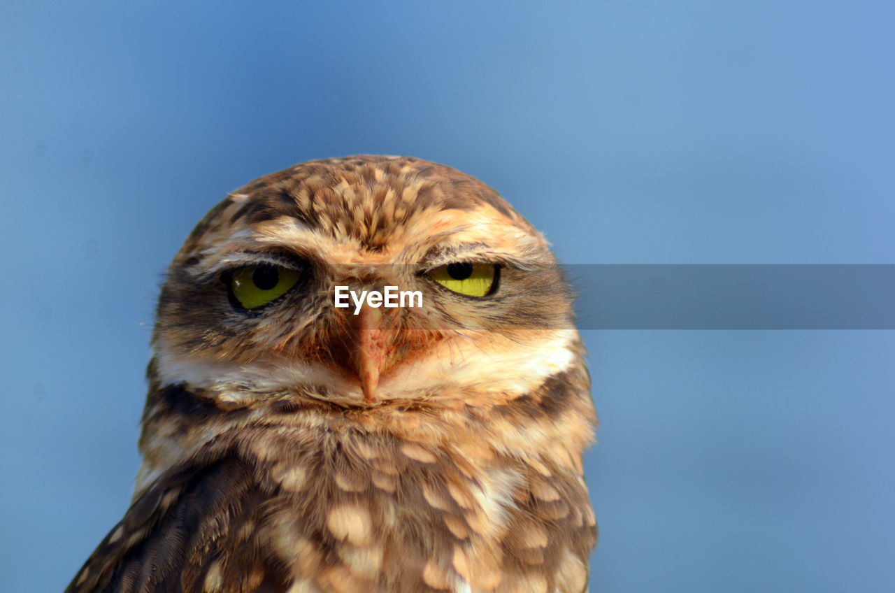 Close-up portrait of a owl