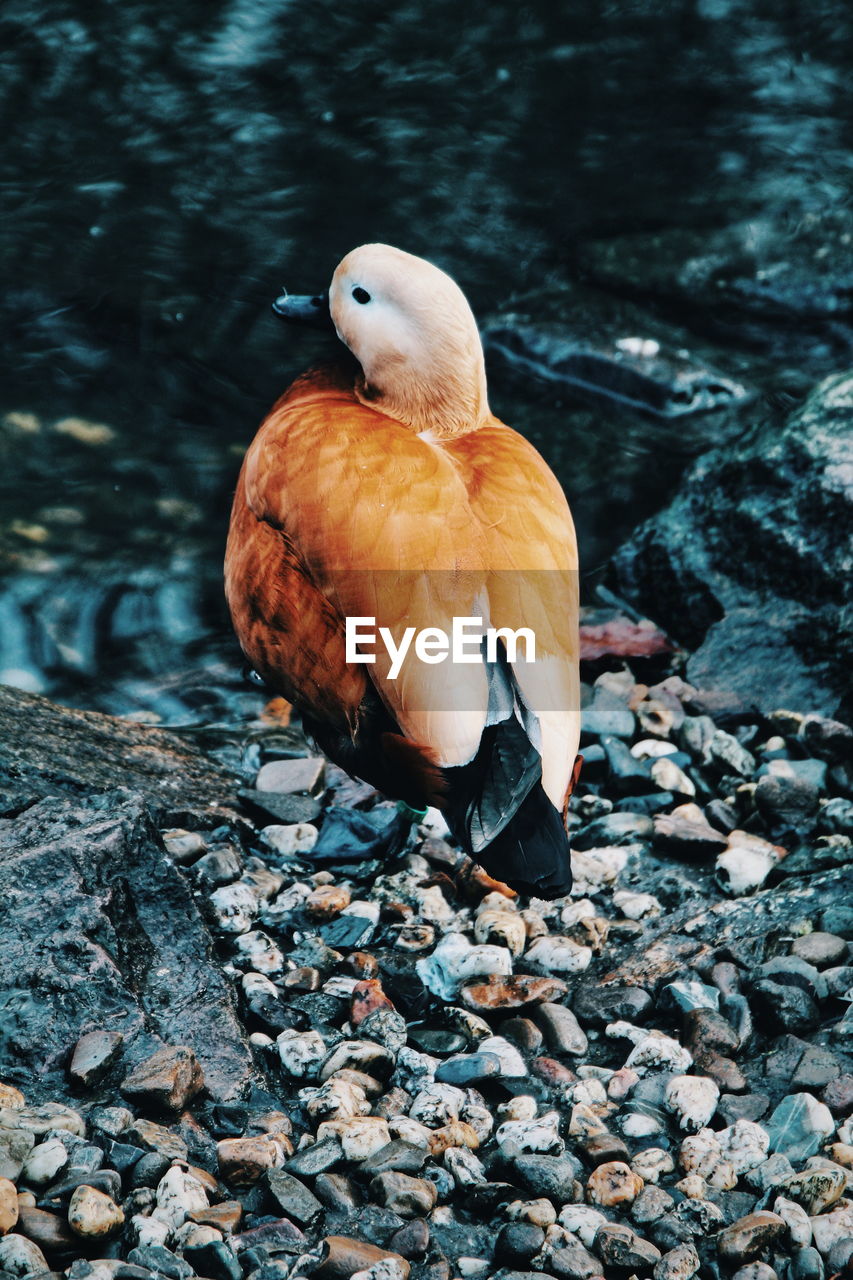 Close-up of bird perching on rock