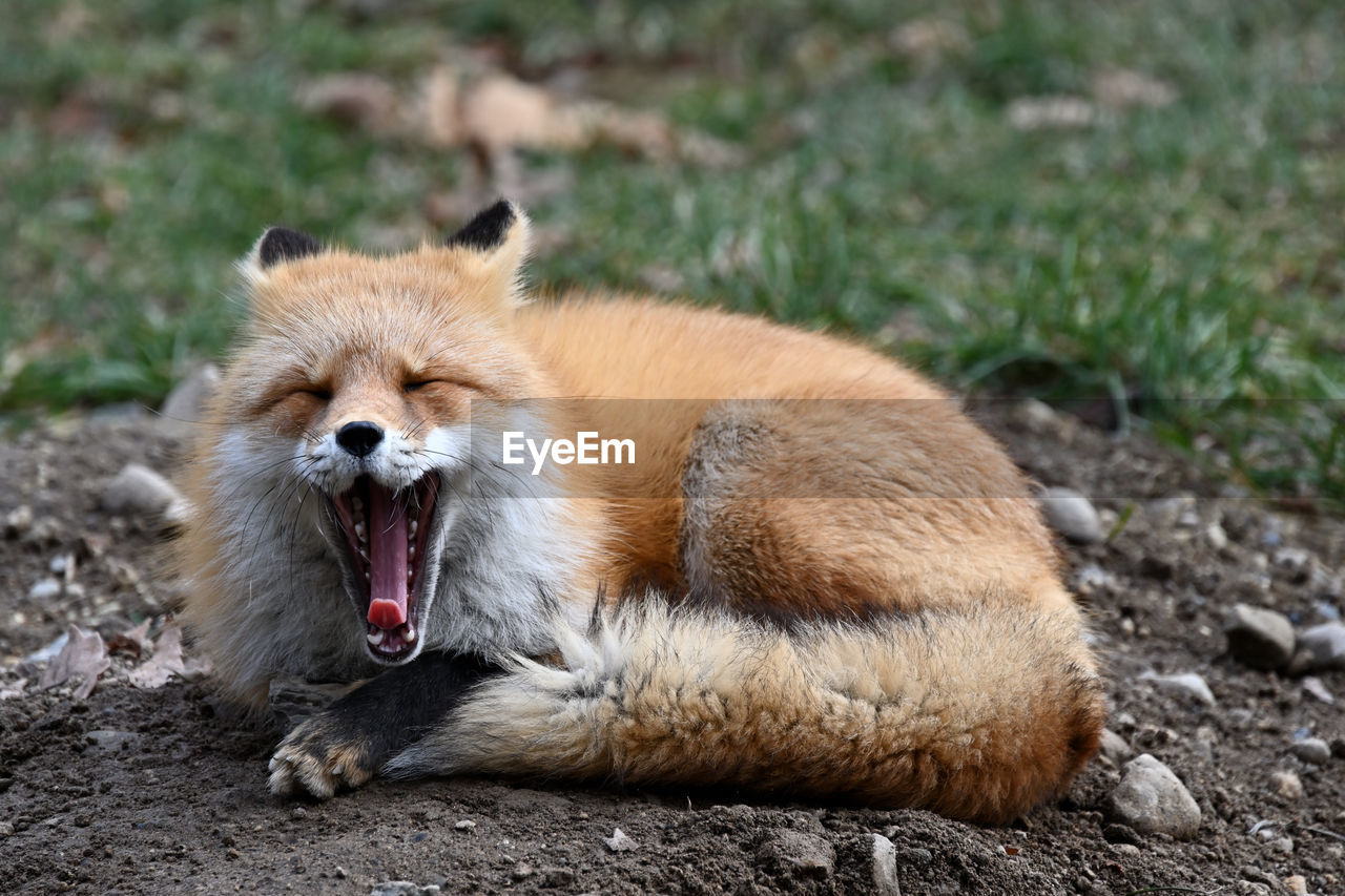 animal, animal themes, mammal, one animal, animal wildlife, wildlife, mouth open, yawning, facial expression, no people, fox, nature, animal body part, red fox, outdoors, portrait, lying down, day, animal mouth, relaxation
