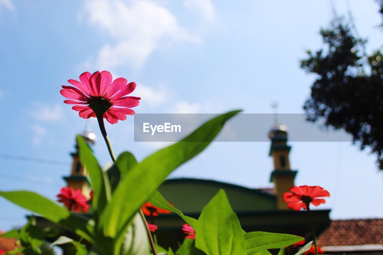 Close-up of red flowering plant against sky