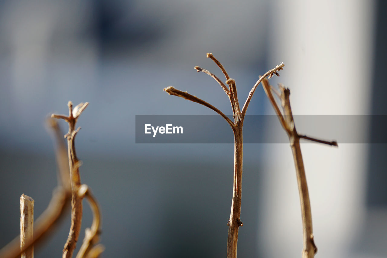 CLOSE-UP OF DRIED PLANT AGAINST METAL