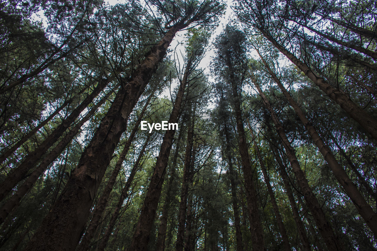 Low angle view of trees against the sky