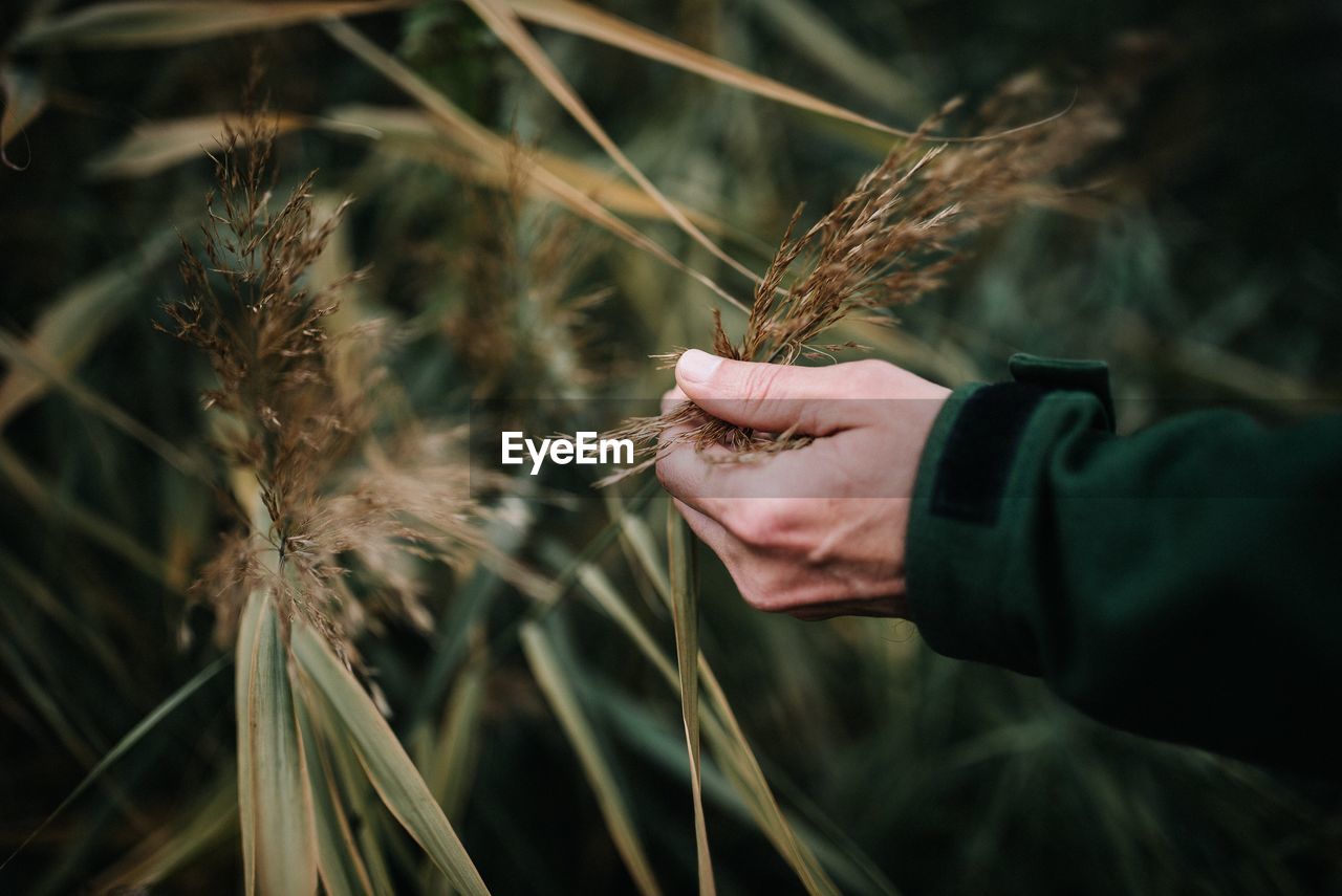 Close-up of man holding wheat crop