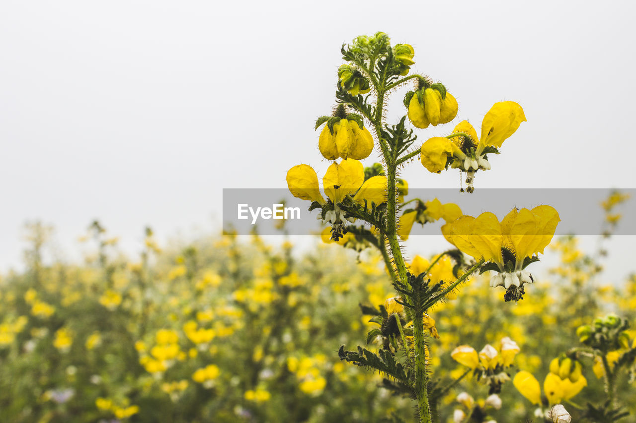 Close-up of yellow flowering plant against sky