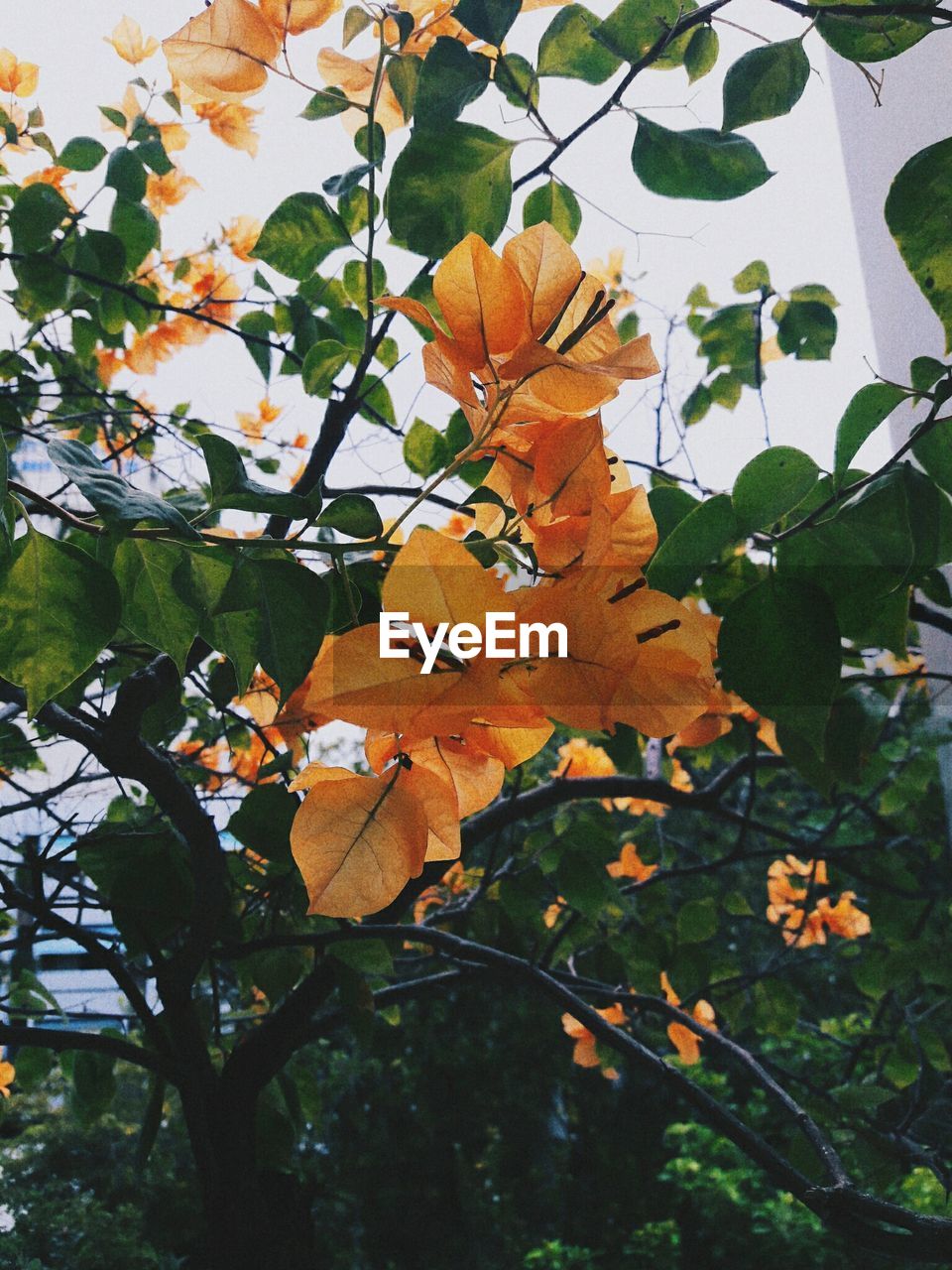 Close-up of orange flowers blooming on tree