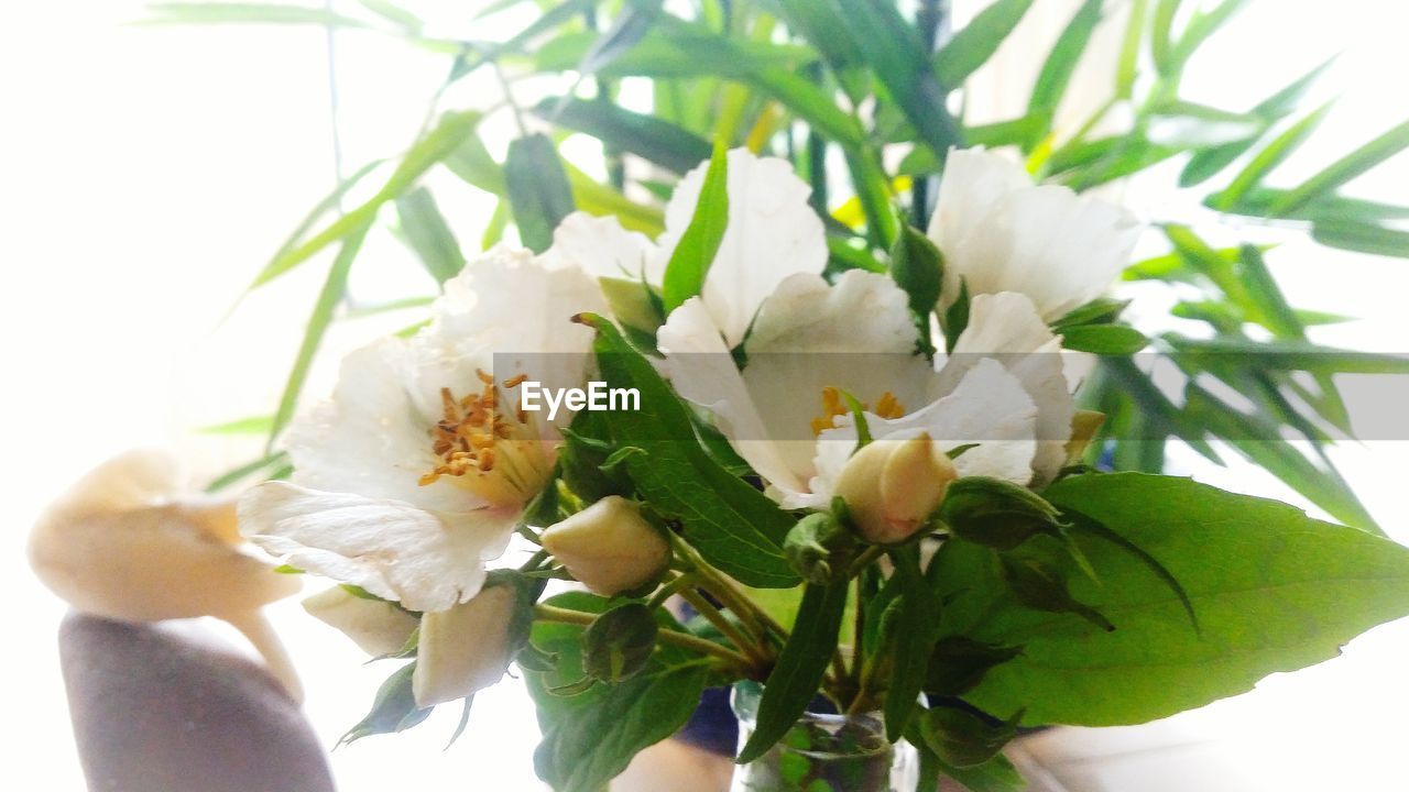 CLOSE-UP OF WHITE FLOWERS GROWING OUTDOORS