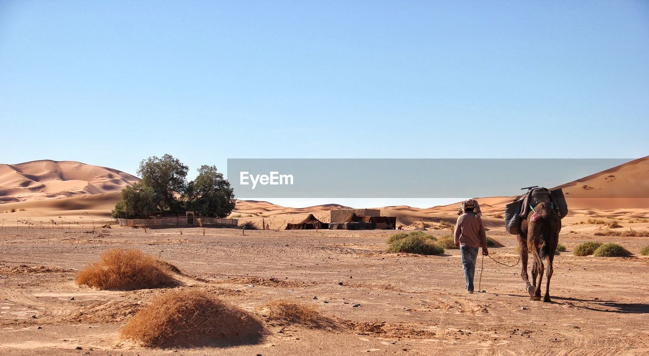 Rear view of man with camel walking in erg chebbi desert against clear sky