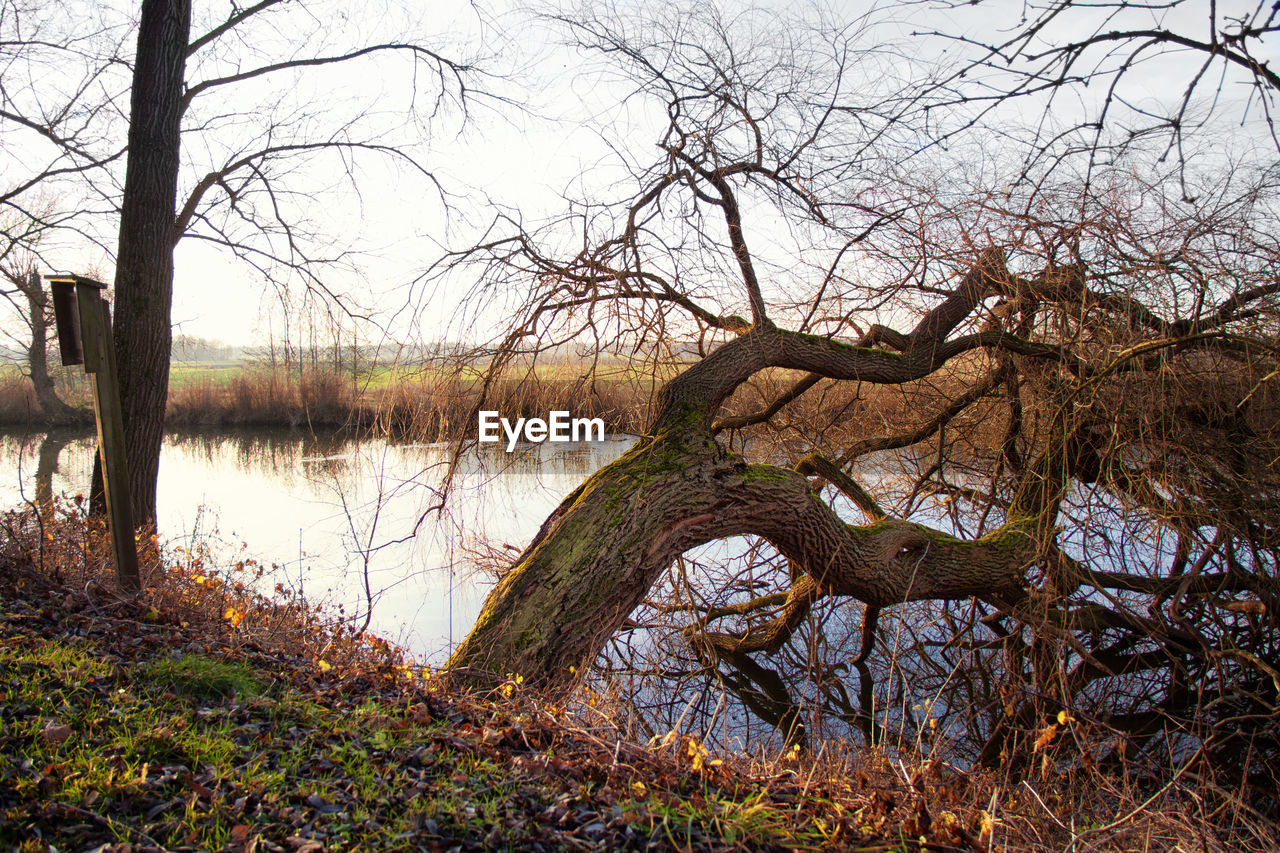 Bare trees on lakeshore against sky