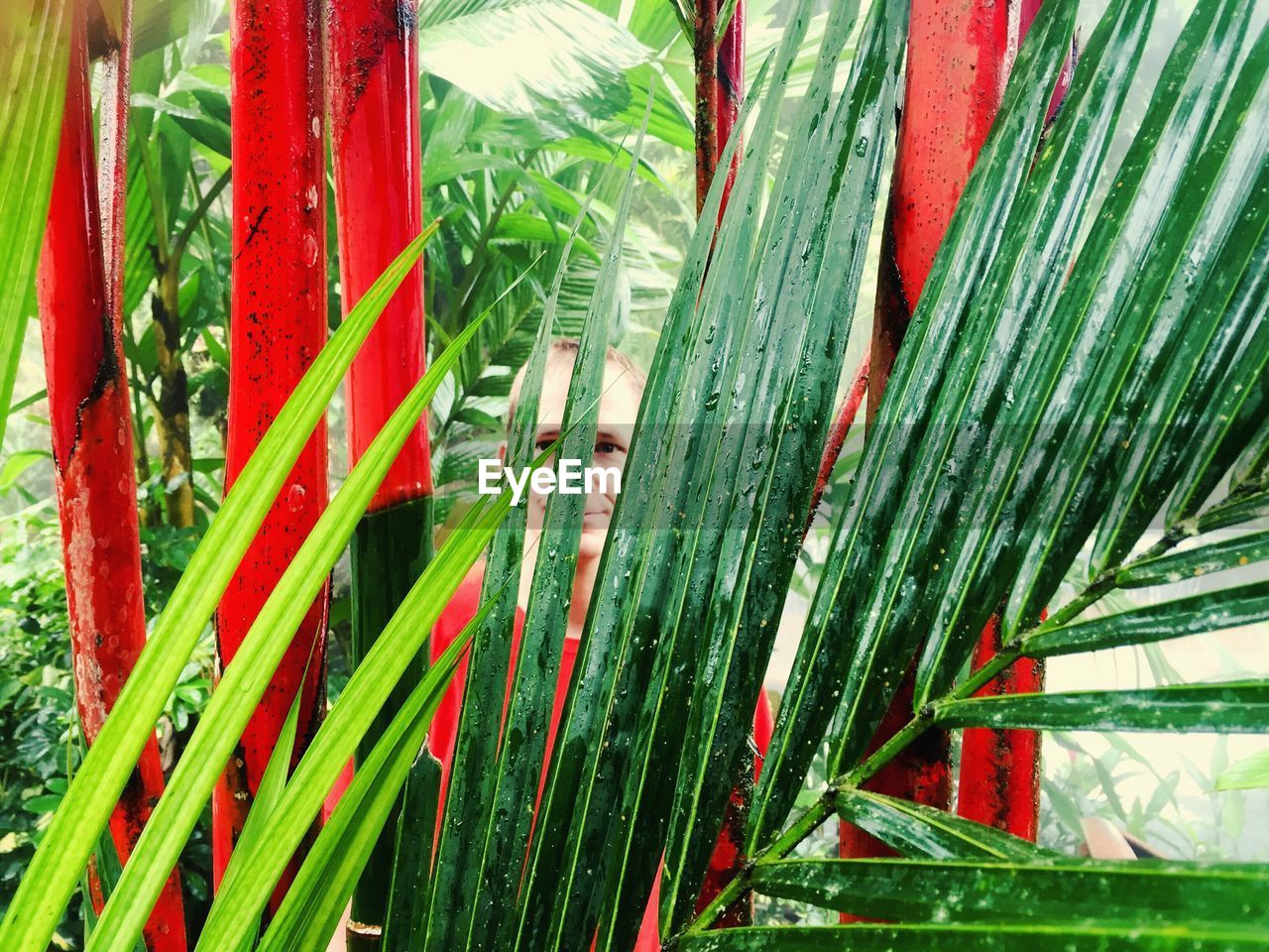 Man seen through palm leaves