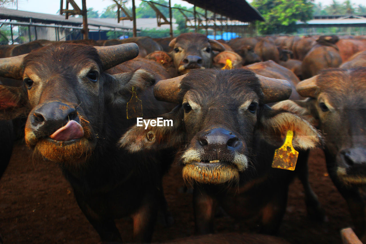 Buffalo colony posing in front of the camera at a paddock on a farm in lampung province, indonesia