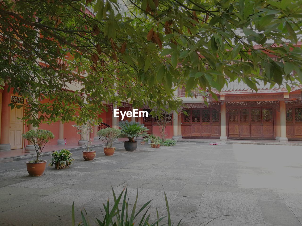 POTTED PLANTS ON TABLE BY BUILDING