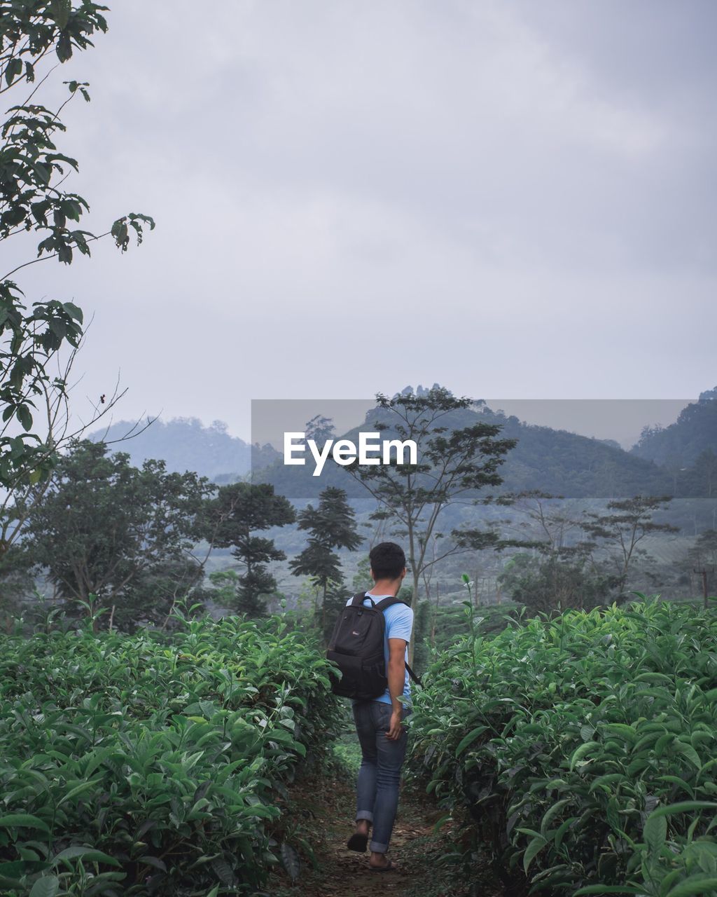 Rear view of man walking amidst plants