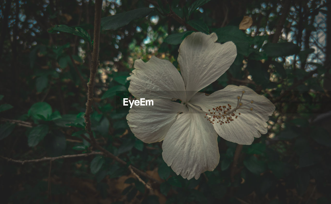 CLOSE-UP OF WHITE FLOWERING PLANT AGAINST BLURRED BACKGROUND