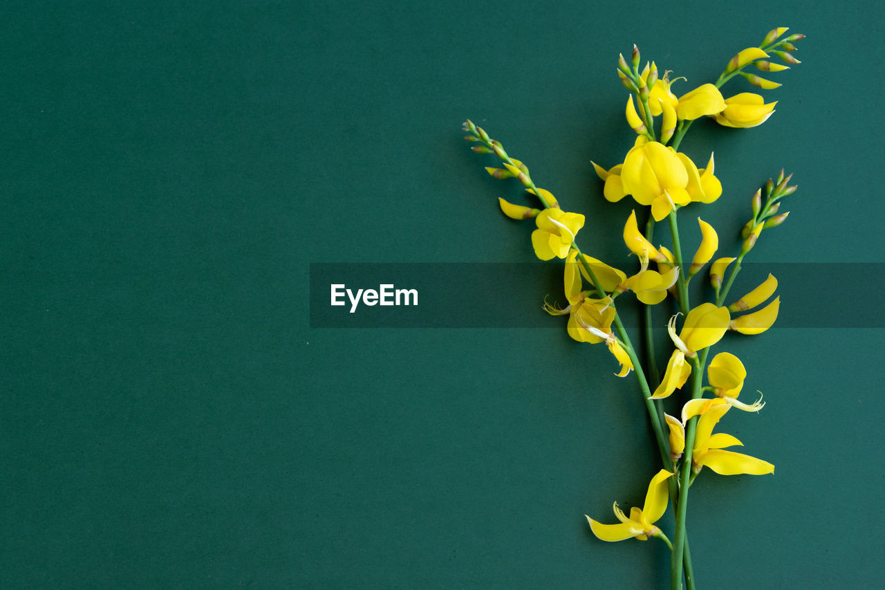 CLOSE-UP OF YELLOW FLOWERING PLANT