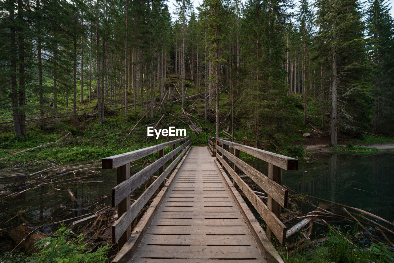 BOARDWALK LEADING TOWARDS FOREST