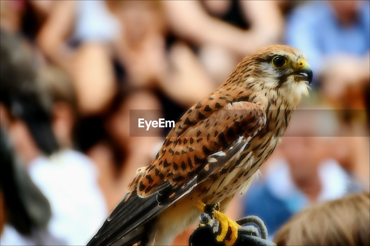 Close-up of bird perching outdoors