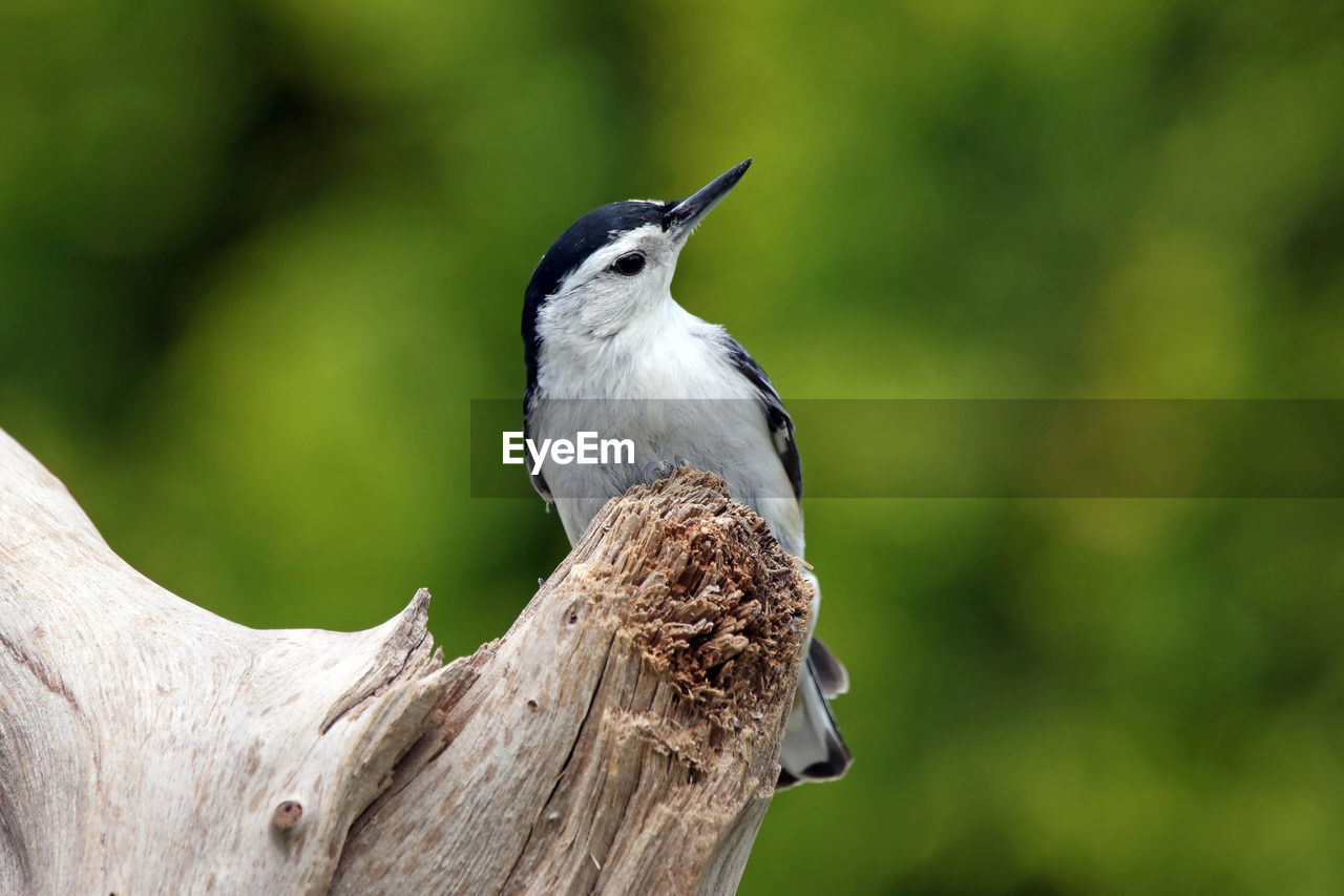 Close-up of bird perching on tree