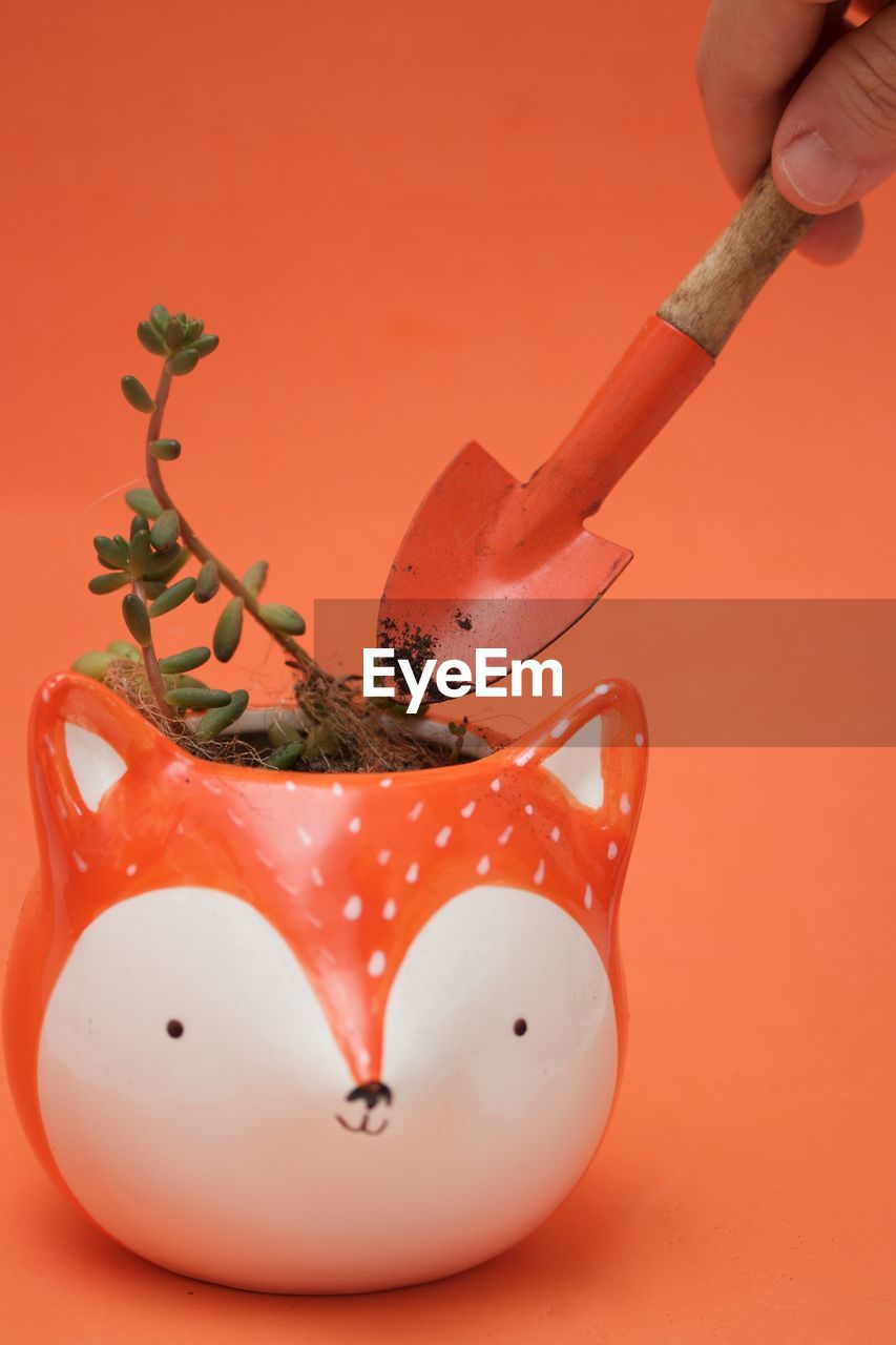 Succulent plant in an orange fox pot with orange little shovel on orange background