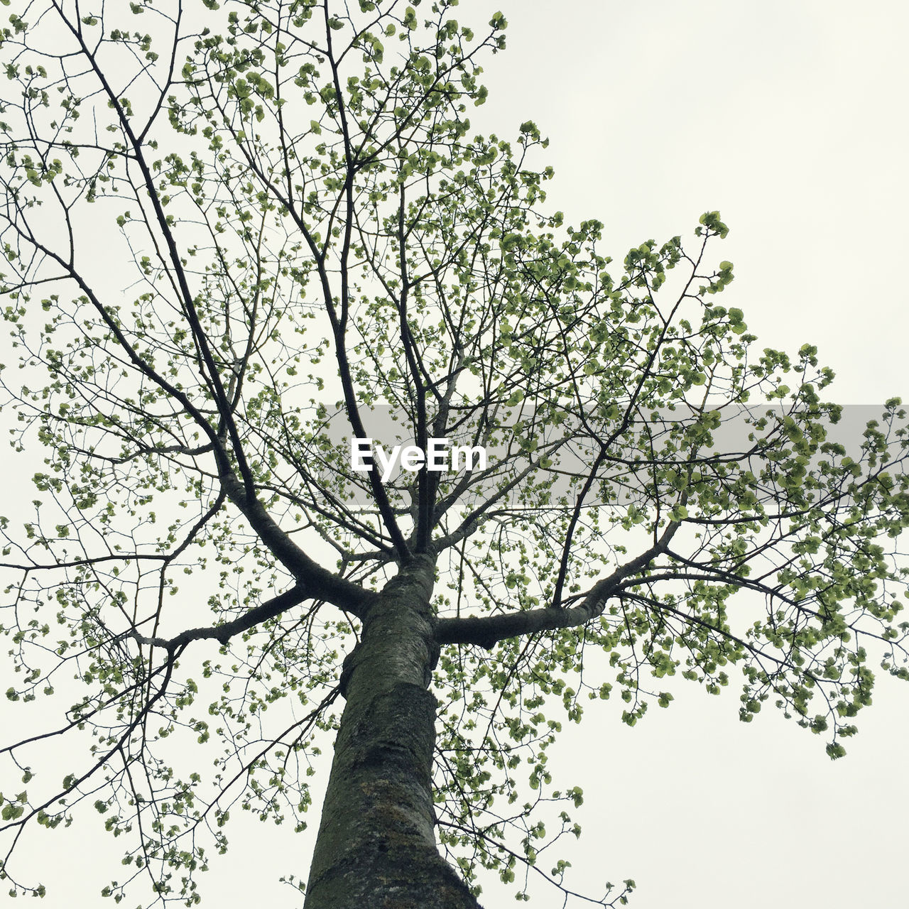 LOW ANGLE VIEW OF TREES AGAINST CLEAR SKY