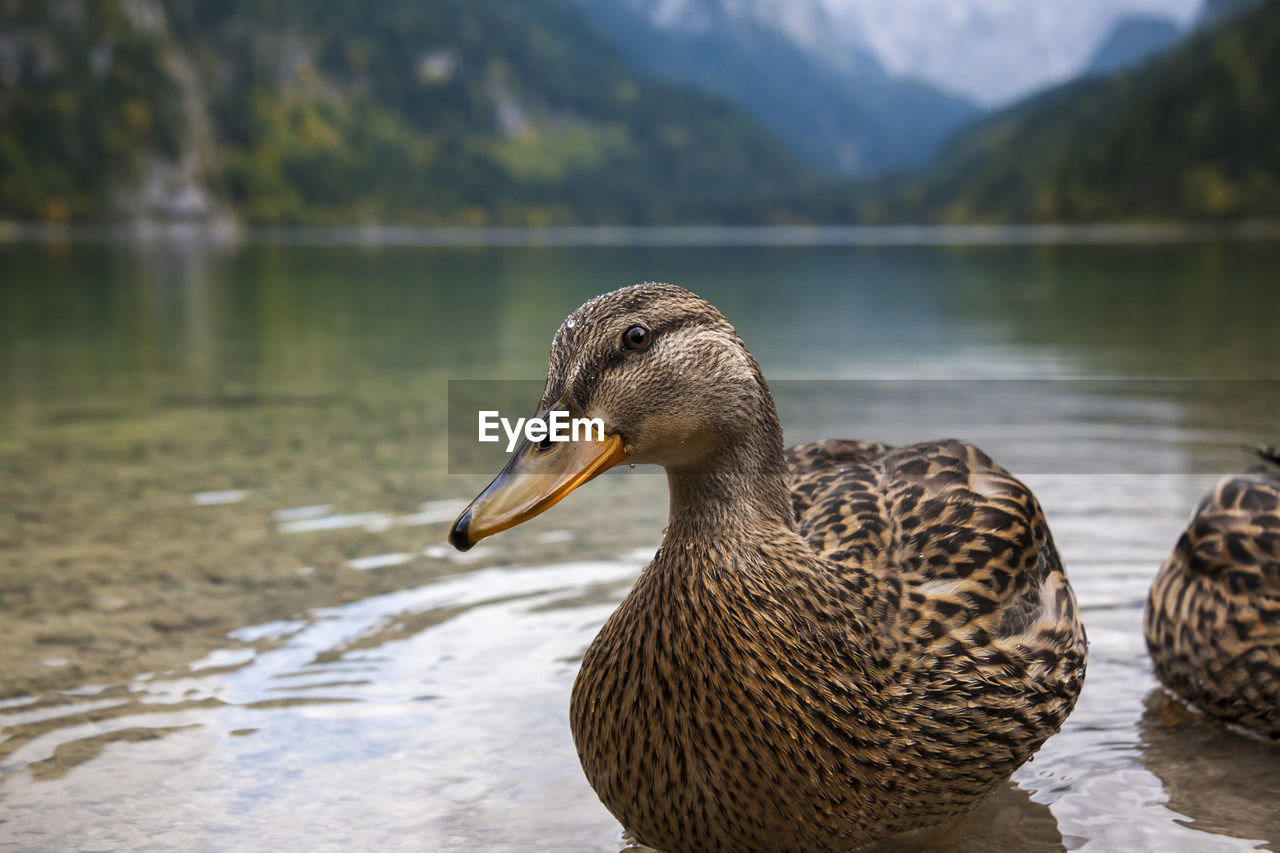 CLOSE-UP OF DUCK ON LAKE