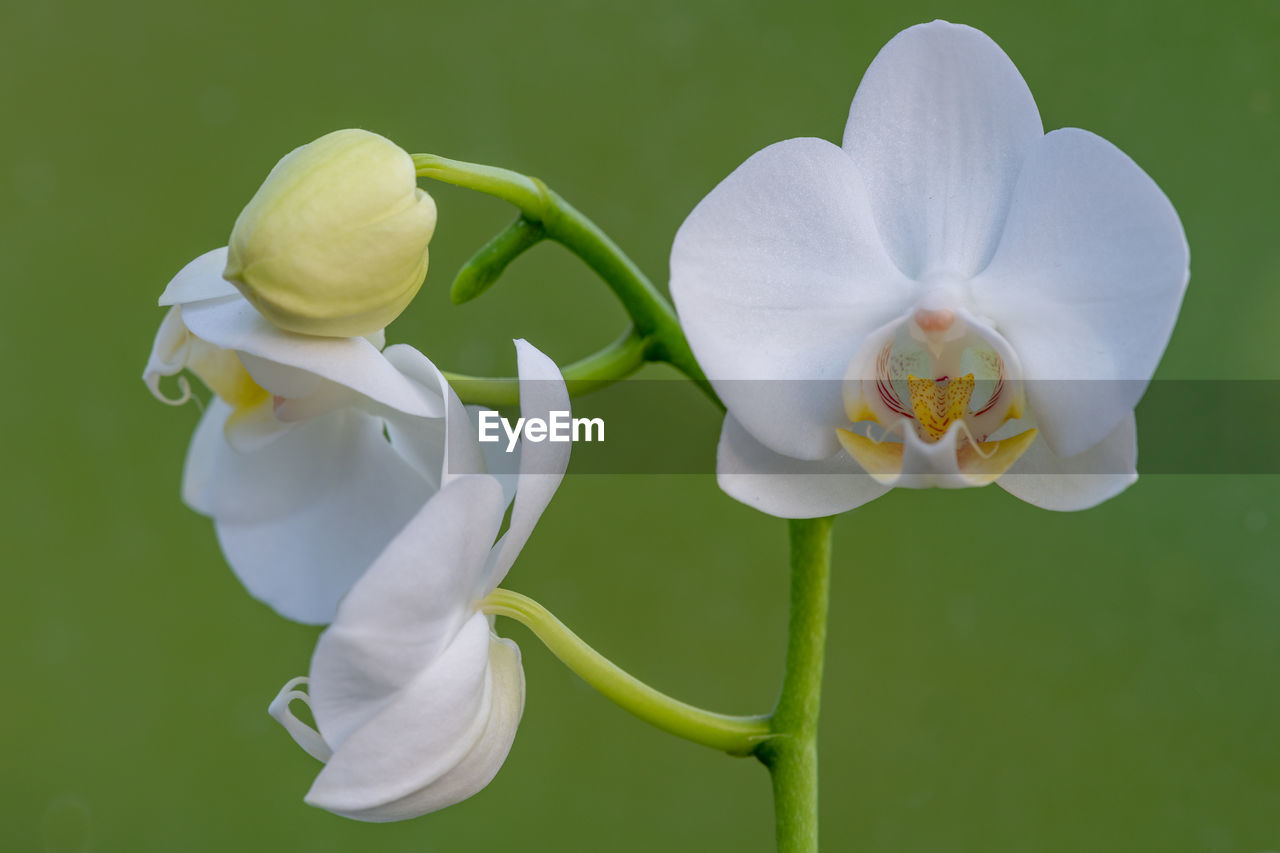 CLOSE-UP OF FRESH WHITE ORCHID
