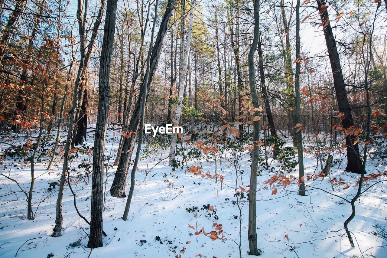 BARE TREES IN SNOW COVERED LANDSCAPE