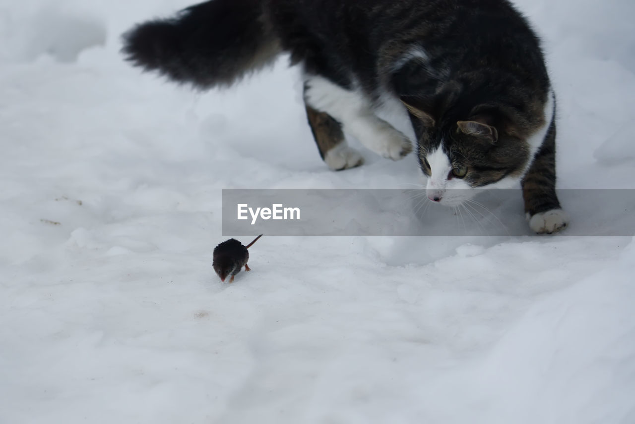 BLACK CAT ON SNOW IN ICE