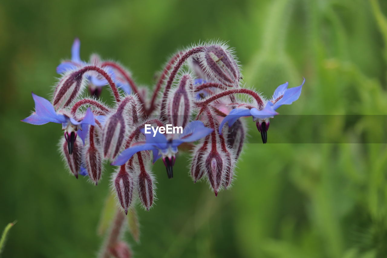 Close-up of purple flowering plant