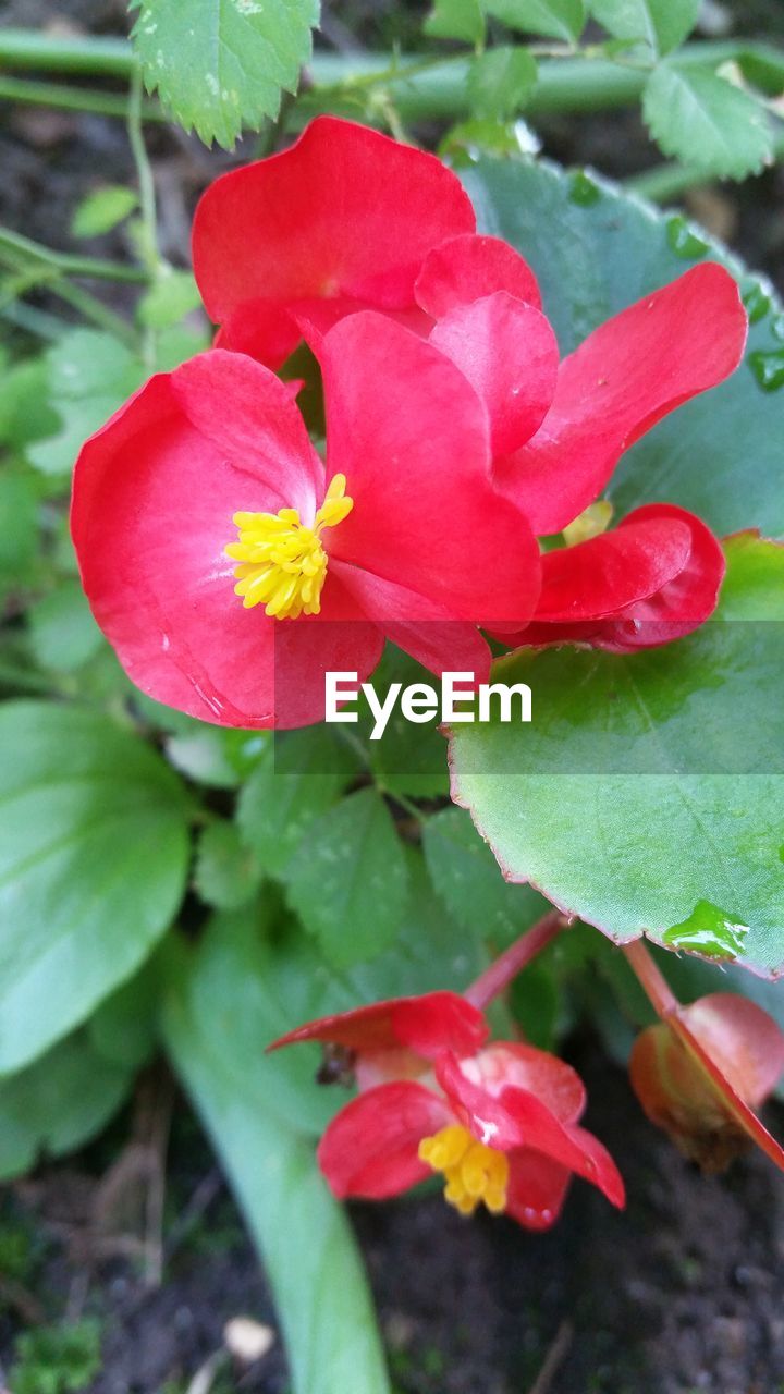 CLOSE-UP OF RED ROSE FLOWERS