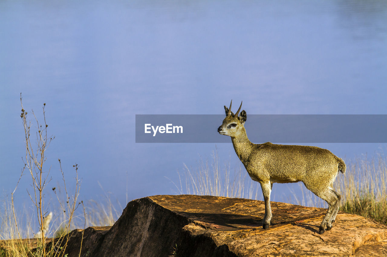 Side view of deer on rock by lake