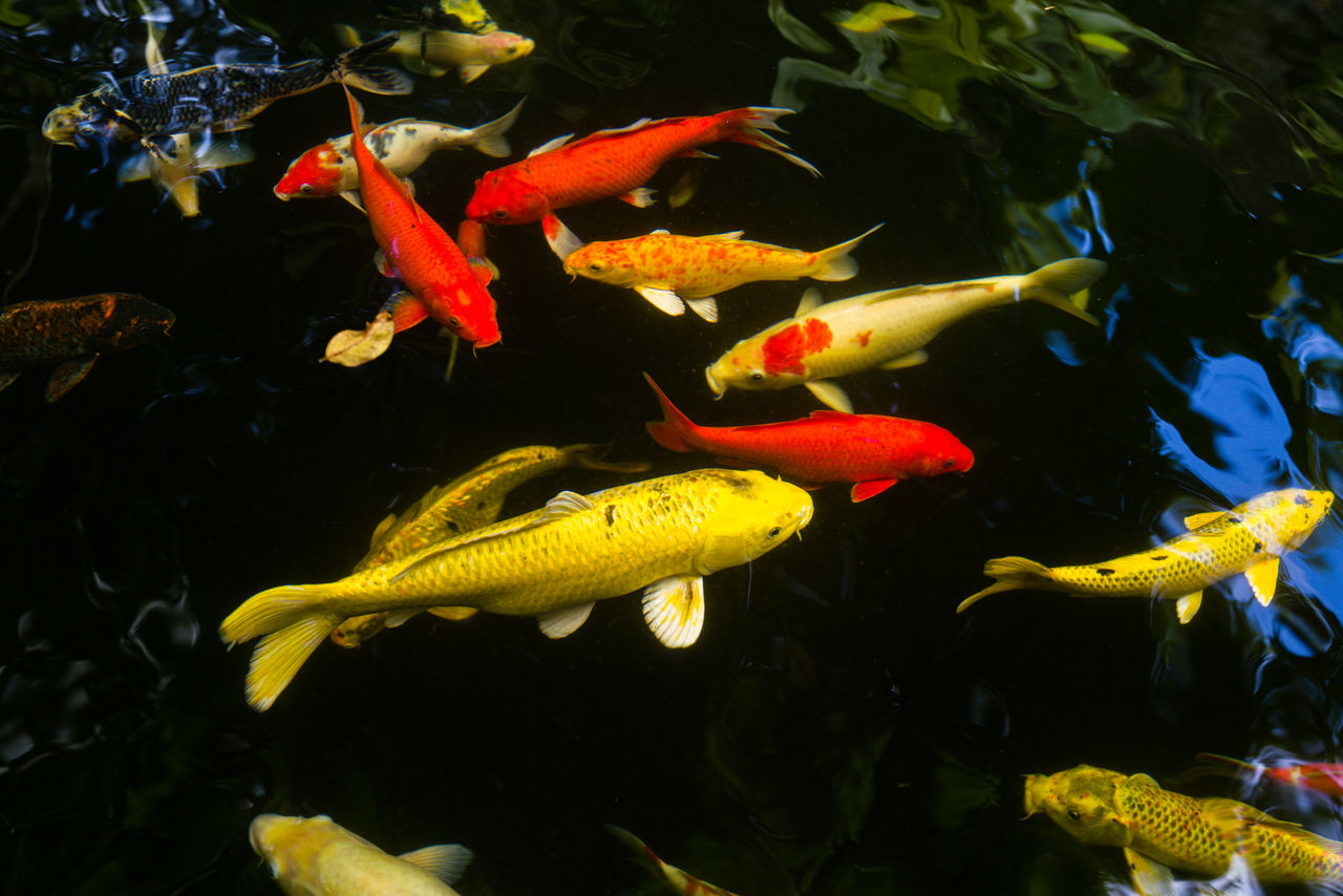 Colorful koi fish swimming in the pond