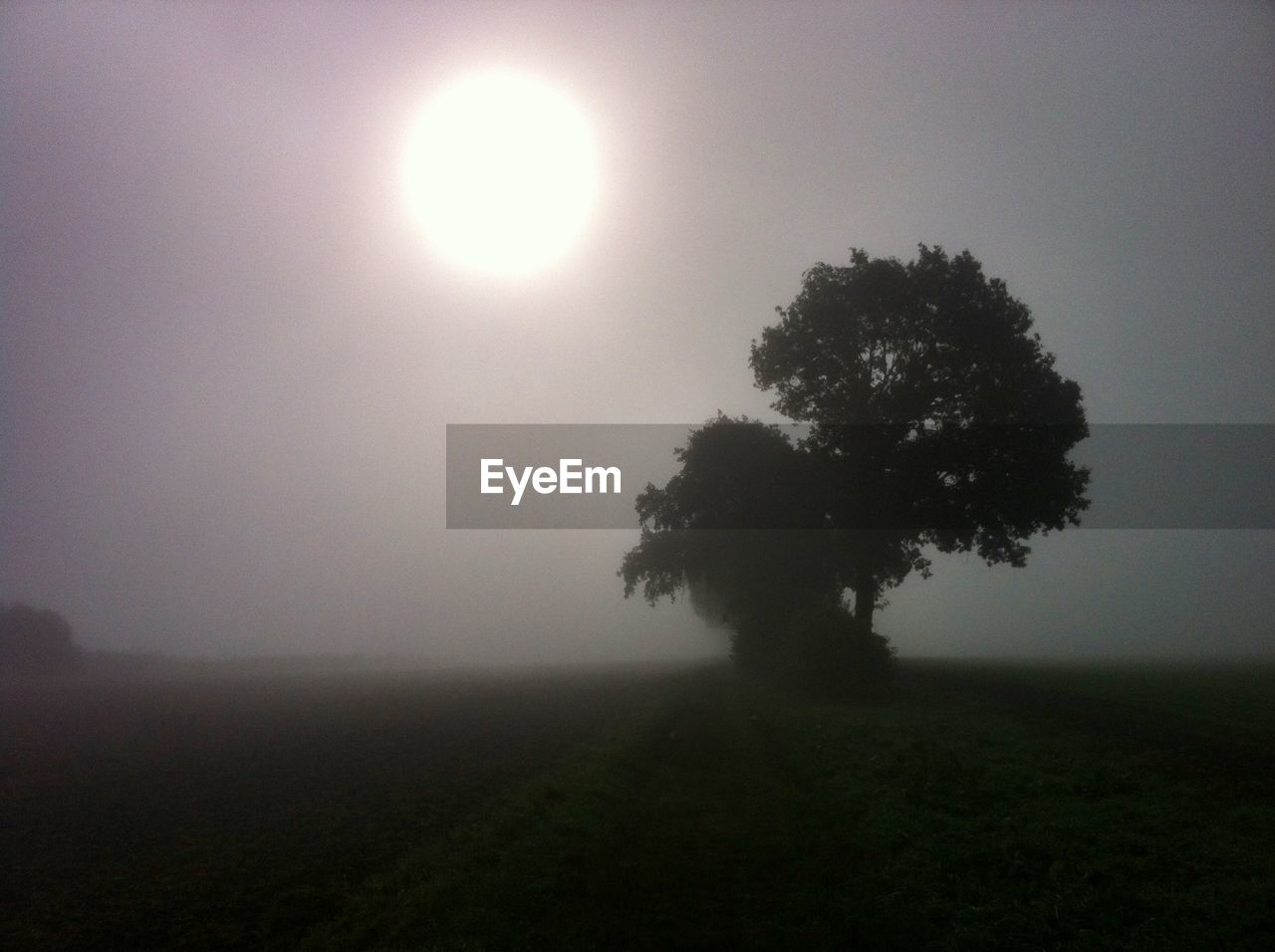 Tree growing in foggy weather