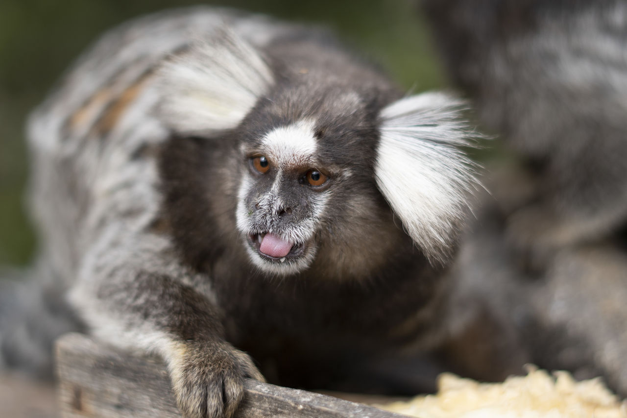 CLOSE-UP PORTRAIT OF MONKEY