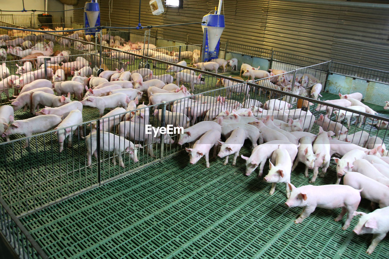 HIGH ANGLE VIEW OF FLOCK OF BIRDS IN FARM