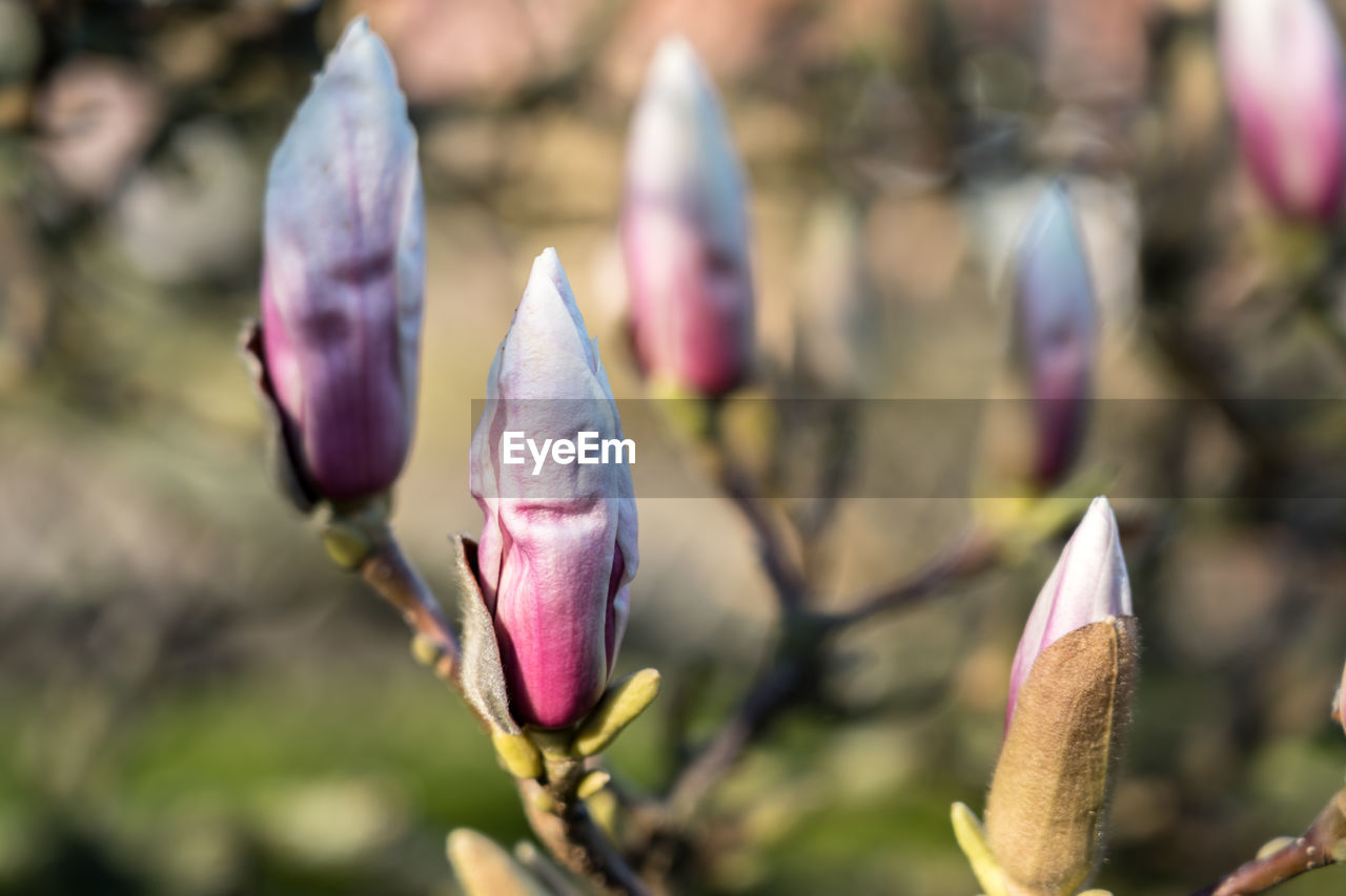 CLOSE-UP OF PINK FLOWER BUDS