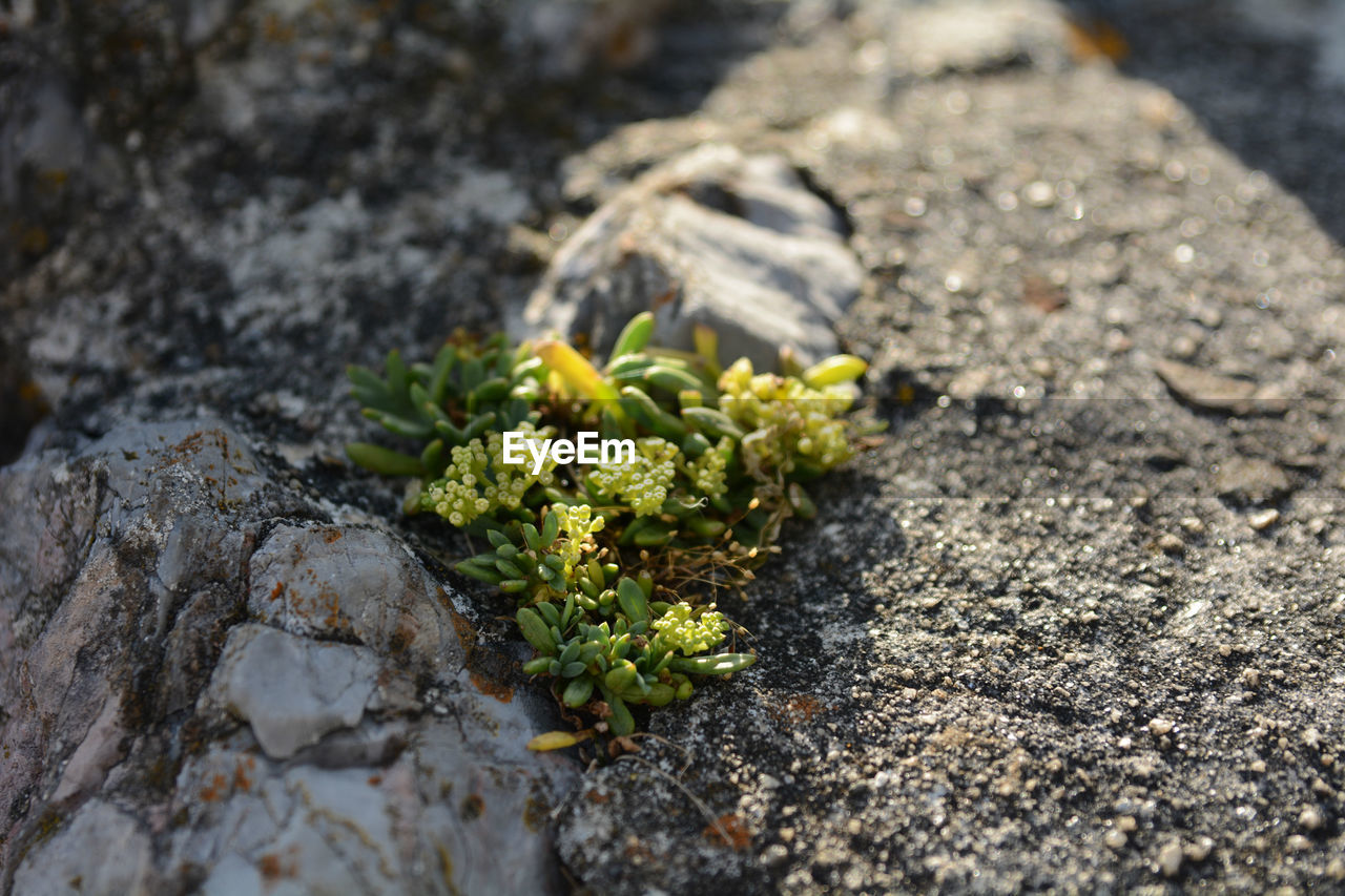 Close-up of moss growing on rock